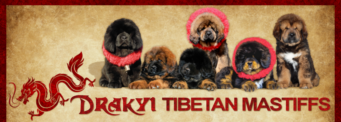 Drakyi Tibetan Mastiffs